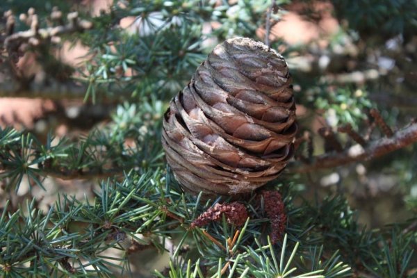 Удобные технологии ссылки в тор